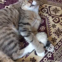گربه|گربه|کرج, کمال‌شهر|دیوار