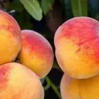 تولید و عرضه نهال هلو جوادی|خدمات باغبانی و درختکاری|بدره, |دیوار