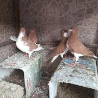 پرنده