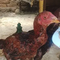 جوجه لاری ۴ماهه سره حال