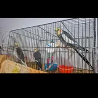 عروس هندی بفروش میرسد