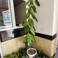 گل خانگی
