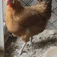 مرغ تخم گذار