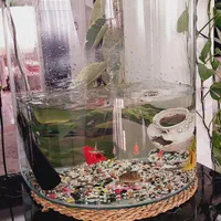 آکواریوم با ماهی های رایگان به توضیحات دقت کنید