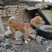 واگذاری پاپی نگهبان|سگ|مشهد, شهید شهریاری|دیوار