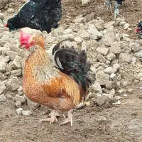 خروس|حیوانات مزرعه|شوشتر, |دیوار