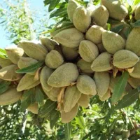 فروش نهال بادام زودبازده و پربار|خدمات باغبانی و درختکاری|اسدآباد, |دیوار