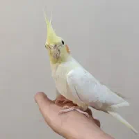 طوطی عروس