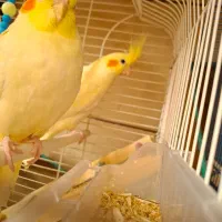 عروس هلندی|پرنده|کرمان, |دیوار