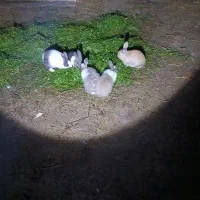 شیش عدد خرگوش بالغ|موش و خرگوش|رضوانشهر, |دیوار