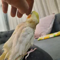 عروس هلندی|پرنده|شهریار, شهرک وائین|دیوار