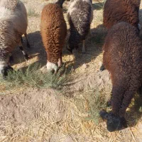 بره نروماده|حیوانات مزرعه|کاشان, مزرعه نواب|دیوار
