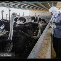 استخدام نیروی کار در مزرعه و سرایداری