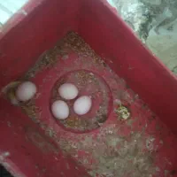 مرغ عشق نر ماده جفت تخم گذار