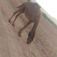 شتر|حیوانات مزرعه|عسگران, |دیوار