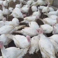 بوقلمون 8تا 12کیلو|حیوانات مزرعه|مشهد, پنجتن|دیوار