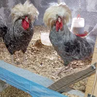 مرغ خروس لهستانی