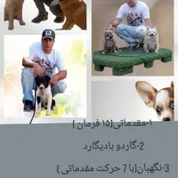 آموزش سگ