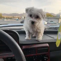 توله سگ پا کوتاه