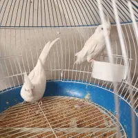 عروس هلندی البینو|پرنده|خورموج, |دیوار