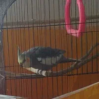 عروس هلندی سینامون مولد