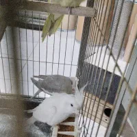 عروس هلندی جفت مولد به شرط|پرنده|نظرآباد, شهرک سید جمال الدین|دیوار