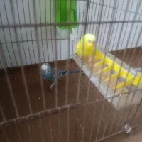 یک جفت مرغ عشق