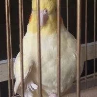 یک جفت عروس هلندی|پرنده|قم, بنیاد|دیوار