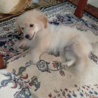 پامر روباهی|سگ|رشت, یخسازی|دیوار