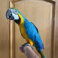 جوجه طوطی ماکائو ارا کاسکو|پرنده|اصفهان, ارداجی|دیوار