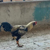 خروس دورگ لاری|حیوانات مزرعه|الوند, |دیوار