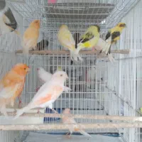 فروش انواع قناری وپرندگان زینتی دان قفس لوازم جانب|پرنده|مشهد, فرهنگیان (شهرک غرب)|دیوار