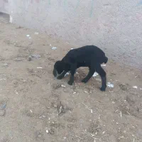 بره شیری ماده ب ضمانت صحیح سالم