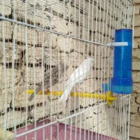 قناری  نر شلاقی و دوتا ماده|پرنده|خمینی‌شهر, |دیوار