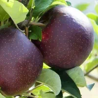 ارائه نهال سیب میراکل|خدمات باغبانی و درختکاری|خرمدره, |دیوار