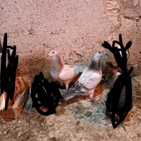 نه تا کبوتر پرشی بیشترش نر سه تاش ماده