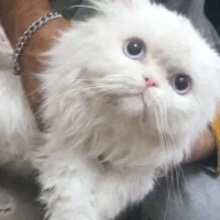 دو عدد گربه نر و ماده پرشین خشکل عروسک|گربه|تربتحیدریه, کلاته توکلی|دیوار