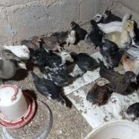 جوجه یا نیمچه مرغ و خروس محلی و گلین.|حیوانات مزرعه|شوش, |دیوار