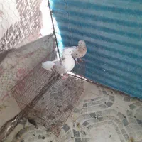یه کفتر وکبوتر سرور تهرانی|پرنده|شیراز, شهدای شهرک سعدی|دیوار