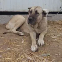 ماده سرابی اصل نسلدار غول|سگ|مشگین شهر, |دیوار