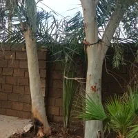 درخت اوکالیپتوس