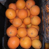 پرتقال تامسون