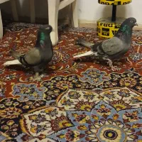 کفتر سبزدم سفید