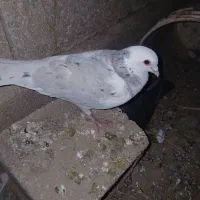 کفتر|پرنده|سپیدان, |دیوار