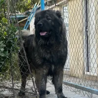 سگ قفقازی سگ نگهبان|سگ|تهران, چیتگر شمالی|دیوار