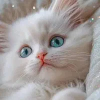 گربه برتیش نر، فرصت نگهداری آسان