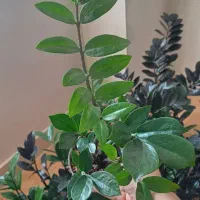 فروش گل طبیعی|گل و گیاه طبیعی|شیروان (خراسان), |دیوار