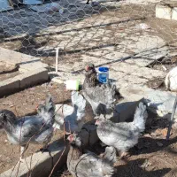 مرغ گلی طوسی باخروس