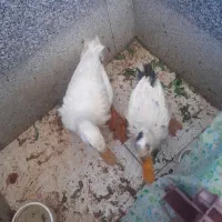 جفت اردک
