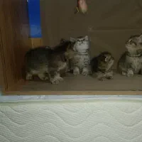 گربه بریتیش و اسکاتیش|گربه|صدرا-فارس, فاز ۱|دیوار